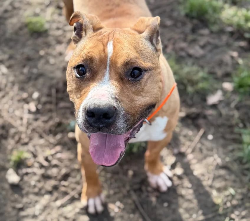 Ozone CAA14589, male American Staffordshire Terrier for adoption at SPA Compiègne, Compiègne