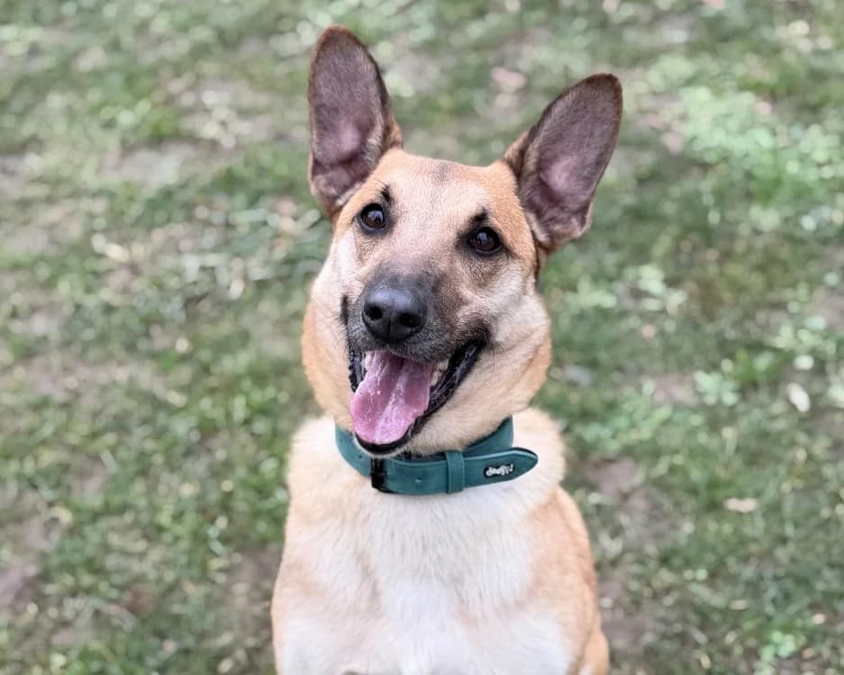 Louky CAA14583, male mixed breed for adoption at SPA Compiègne, Compiègne