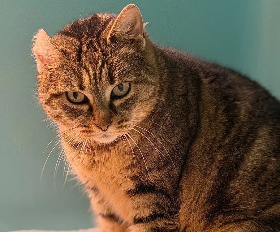 Alya CAB5112, female mixed breed for adoption at SPA Compiègne, Compiègne