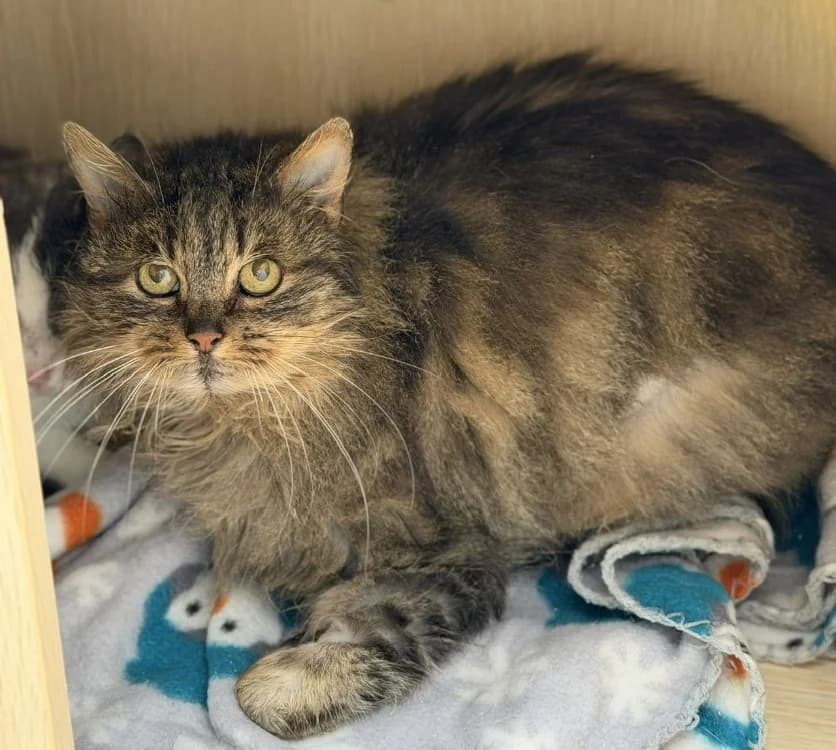 Venus CAB5129, female 6yo mixed breed for adoption at SPA Compiègne, Compiègne