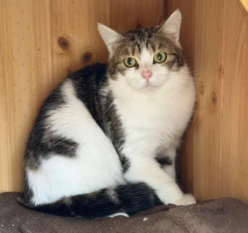 Milka CAB5167, male mixed breed for adoption at SPA Compiègne, Compiègne