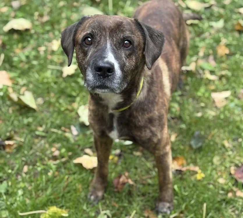 Nox CAA14792, male senior Mixed Breed for adoption at SPA Compiègne, Compiègne