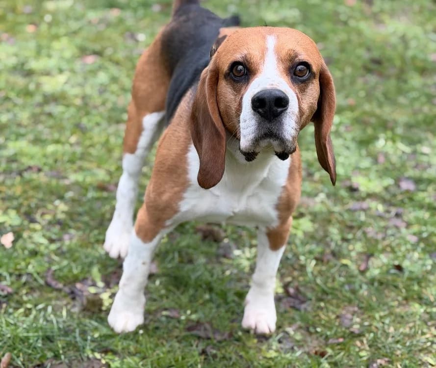 Napoléon CAA145671, male senior Beagle for adoption at SPA Compiègne, Compiègne
