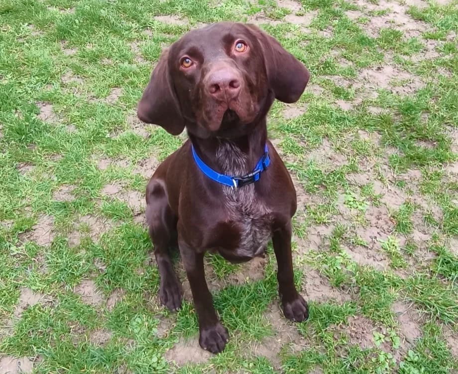 Eliot CAA14866, male 6yo Pointer for adoption at SPA Compiègne, Compiègne
