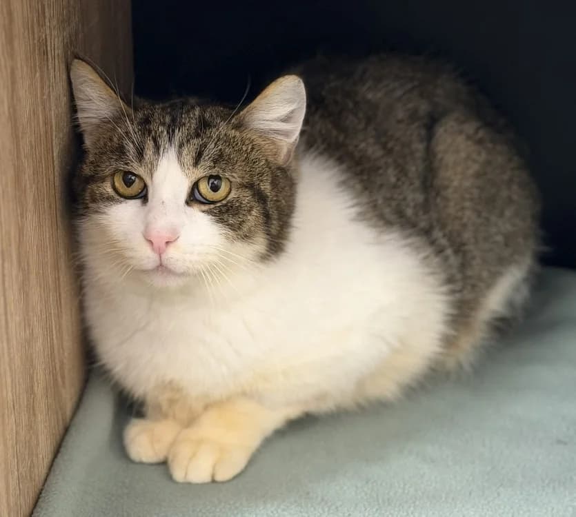 Marie CAB5232, female mixed breed for adoption at SPA Compiègne, Compiègne