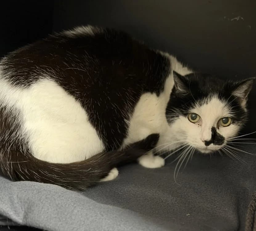 Cannelle CAB5286, female mixed breed for adoption at SPA Compiègne, Compiègne