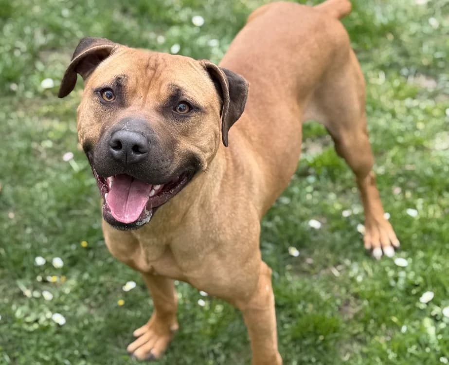 Timon CAA14937, male 5yo mixed breed for adoption at SPA Compiègne, Compiègne