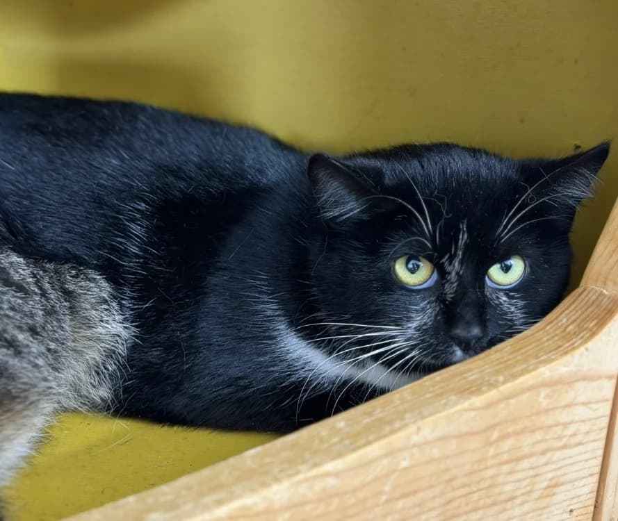 Arista CAB5302, female mixed breed for adoption at SPA Compiègne, Compiègne