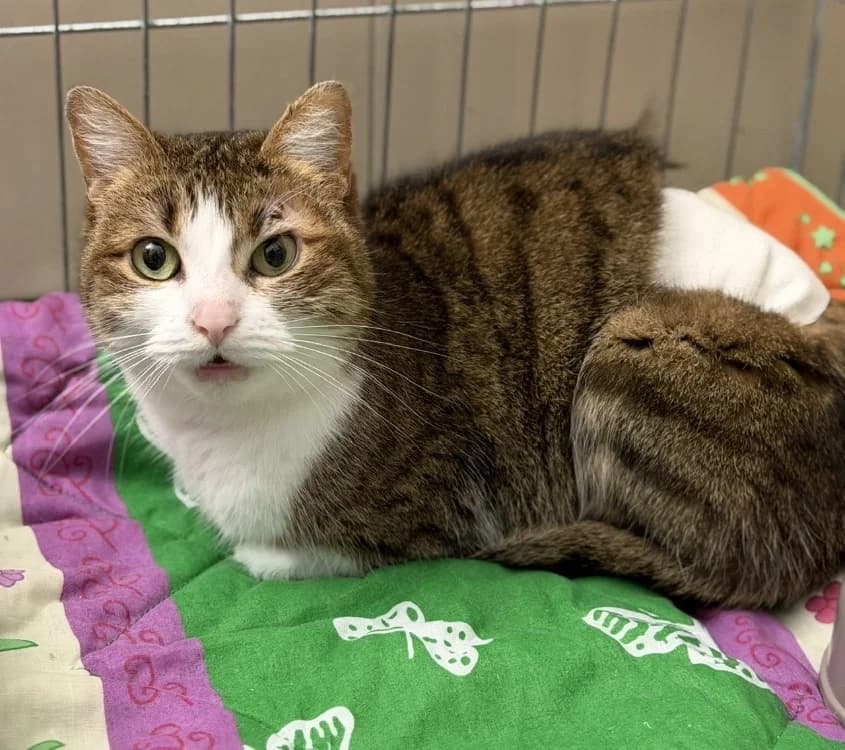 Widow CAB5297, female mixed breed for adoption at SPA Compiègne, Compiègne