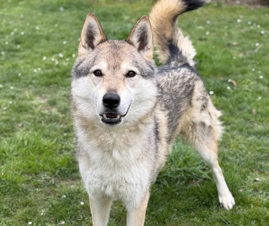 Jeet CAA14947, male mixed breed for adoption at SPA Compiègne, Compiègne