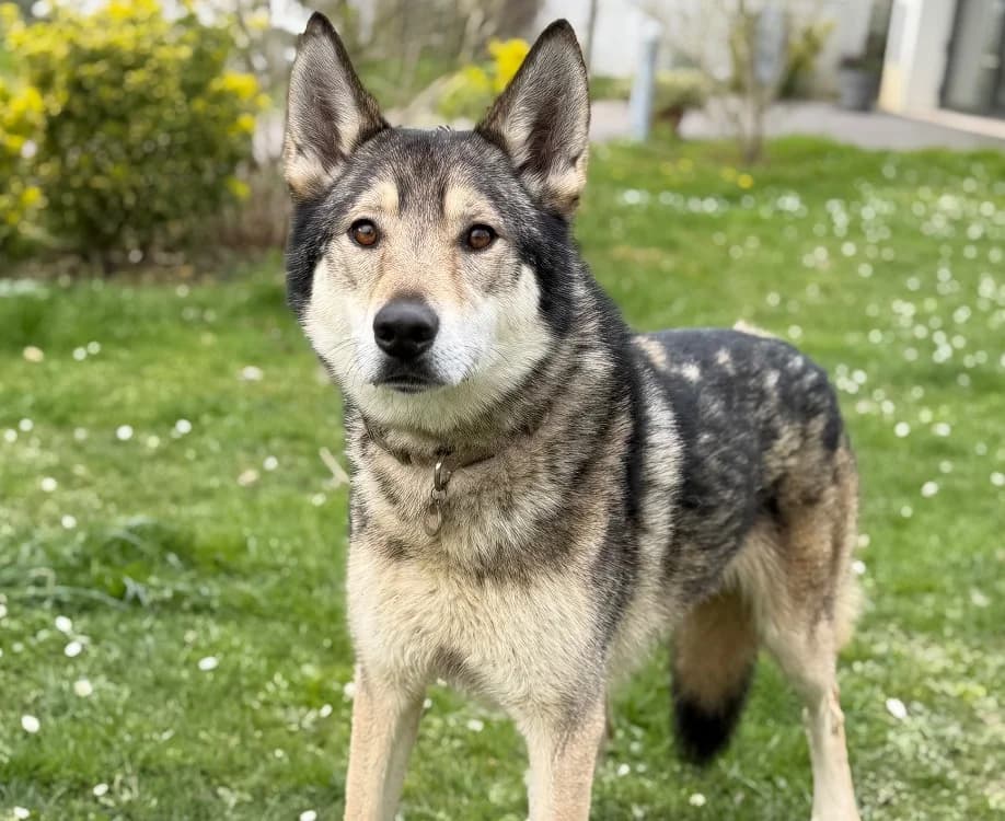 Tiguane CAA14948, male mixed breed for adoption at SPA Compiègne, Compiègne