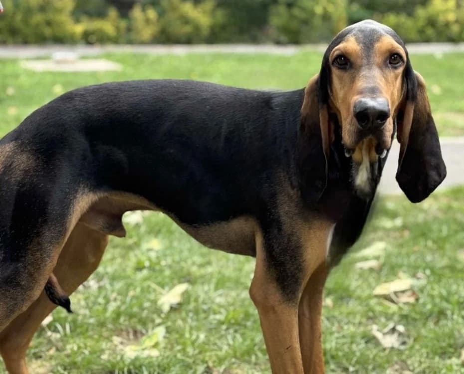 Aladin CAA13501, male mixed breed for adoption at SPA Compiègne, Compiègne