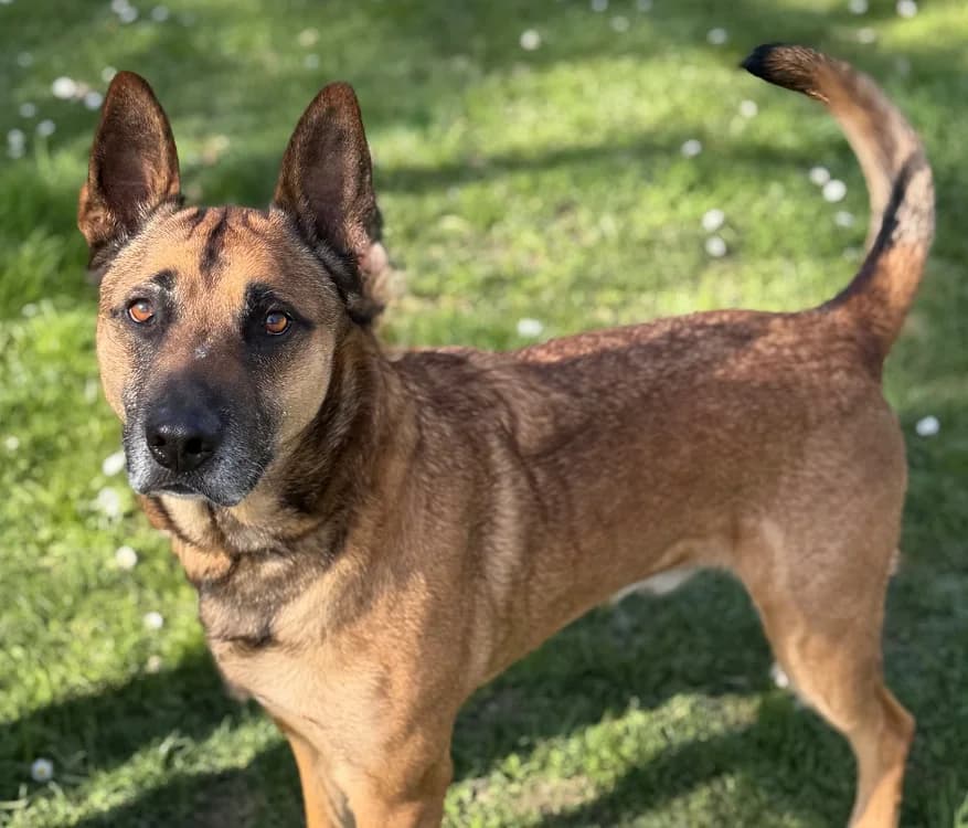 Owen CAA14954, male Mixed Breed for adoption at SPA Compiègne, Compiègne