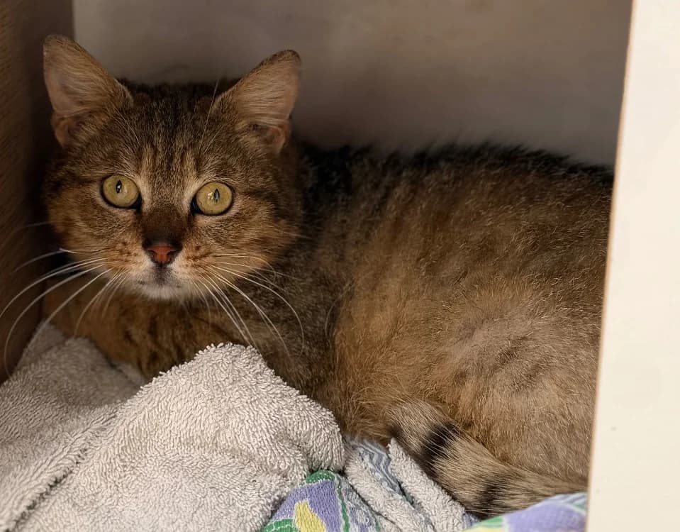 Simon CAB5138, male mixed breed for adoption at SPA Compiègne, Compiègne