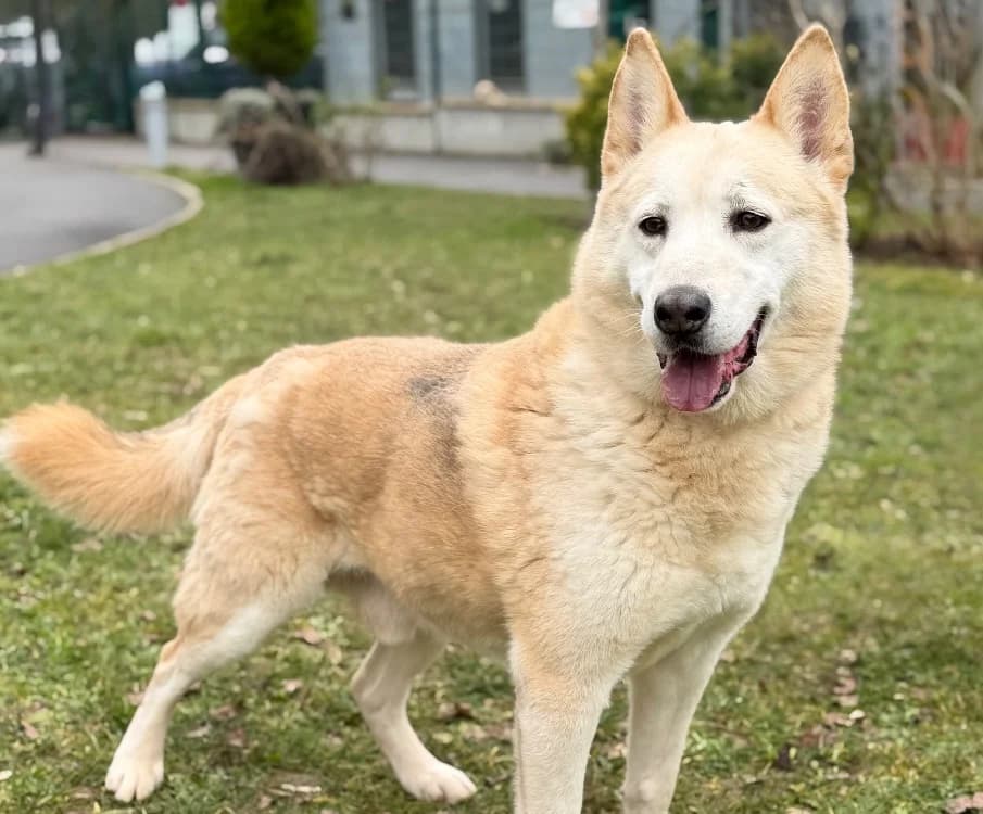 Rocky CAA14971, male Husky for adoption at SPA Compiègne, Compiègne