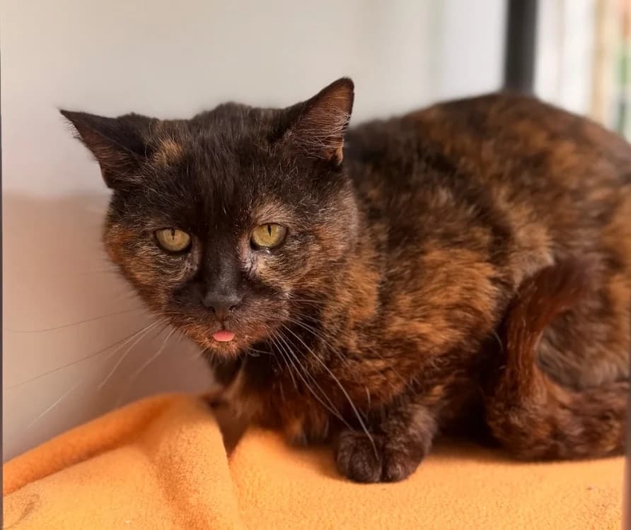 Gaby CAB5319, female mixed breed for adoption at SPA Compiègne, Compiègne