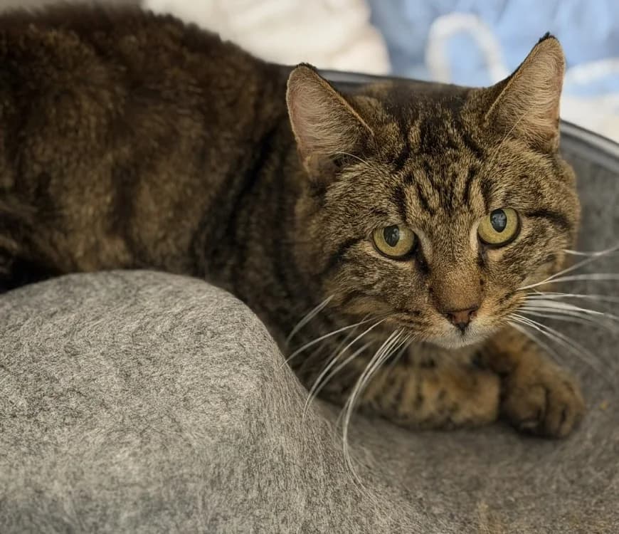 Gasper CAB5320, male mixed breed for adoption at SPA Compiègne, Compiègne