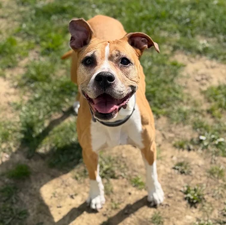 Taina CAA14975, female Mixed Breed for adoption at SPA Compiègne, Compiègne