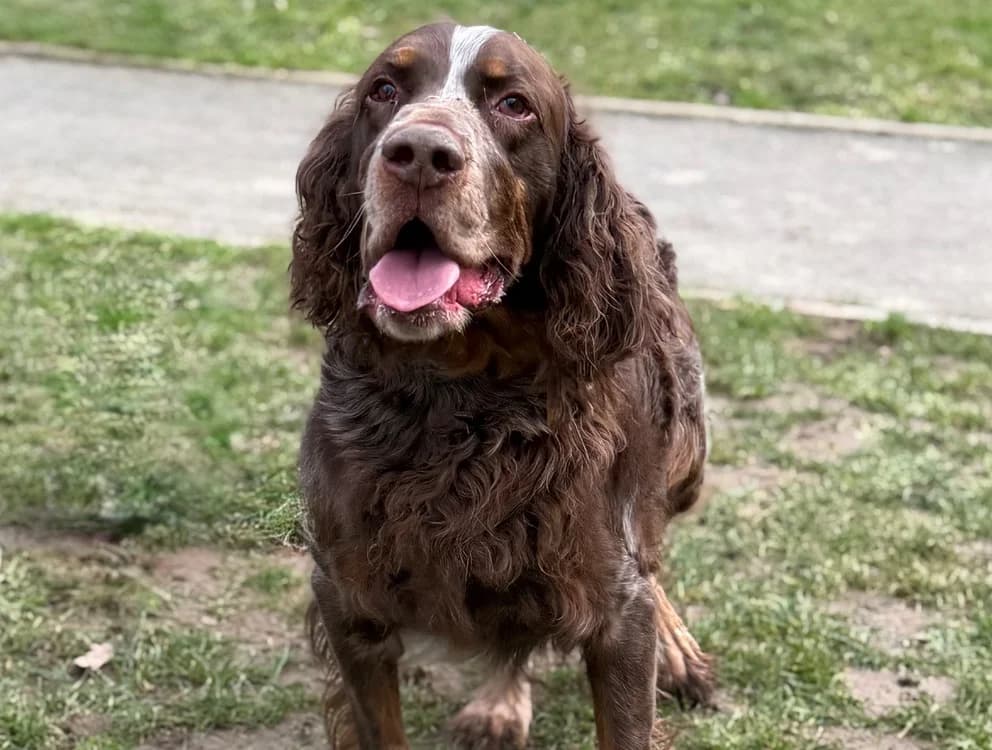 O'joe CAA15000, male mixed breed for adoption at SPA Compiègne, Compiègne