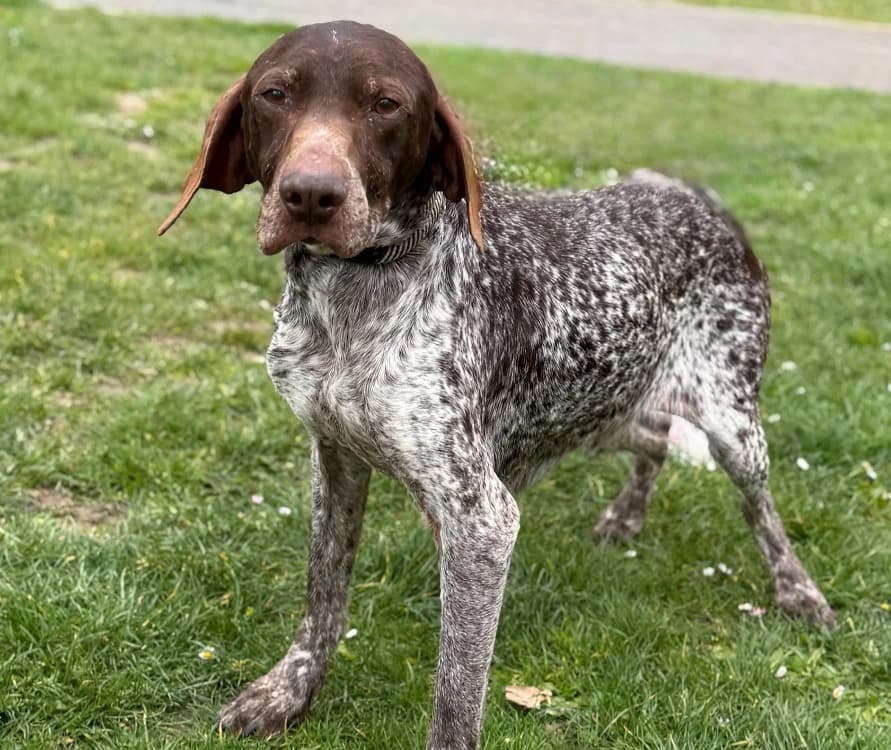 Jessy CAA15010, female German Shorthaired Pointer for adoption at SPA Compiègne, Compiègne