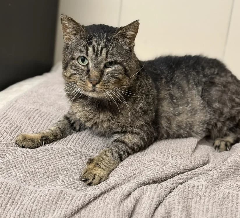 Magnum CAB4981, male mixed breed for adoption at SPA Compiègne, Compiègne