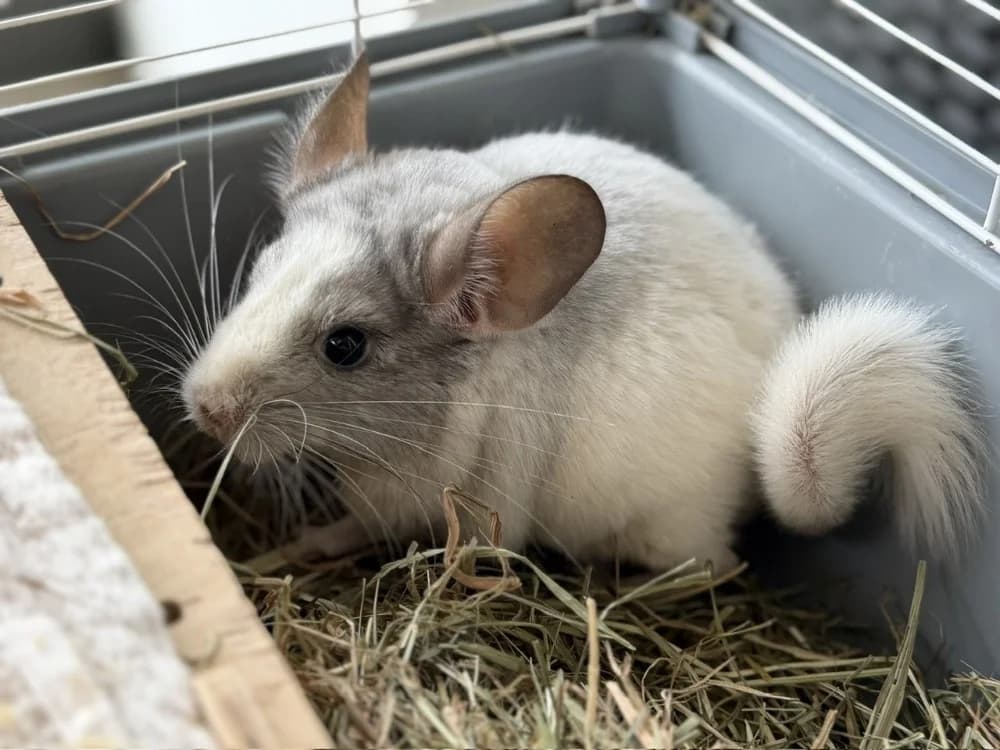 Show NAC949, male Chinchilla for adoption at SPA Compiègne, Compiègne