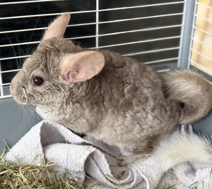 Cloud NAC948, male Chinchilla for adoption at SPA Compiègne, Compiègne