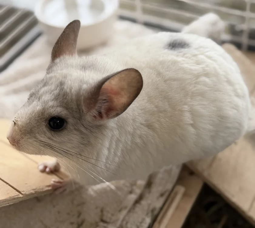 Shadow NAC946, male Chinchilla for adoption at SPA Compiègne, Compiègne