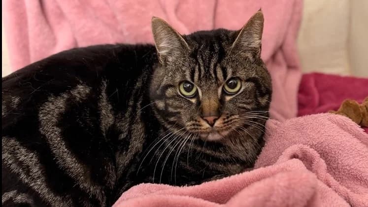 Marshmallow CAB5358 BIS, male mixed breed for adoption at SPA Compiègne, Compiègne