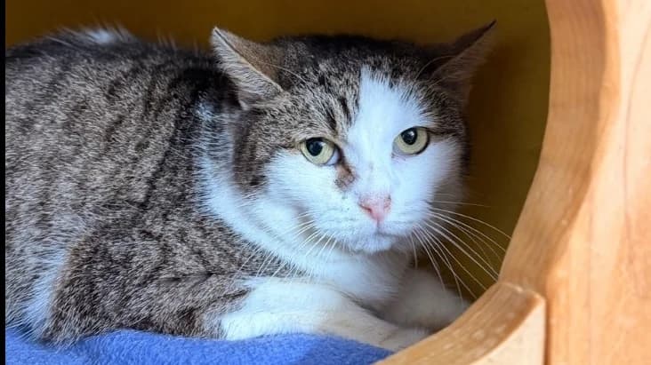 Barthelemia CAB5381, female mixed breed for adoption at SPA Compiègne, Compiègne