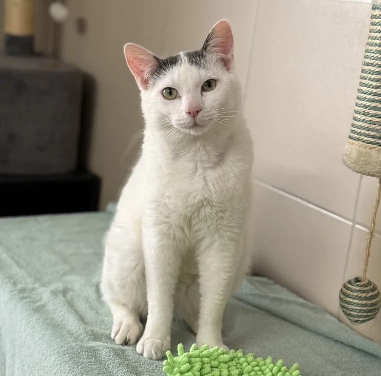 Isaac CAB5393, male mixed breed for adoption at SPA Compiègne, Compiègne