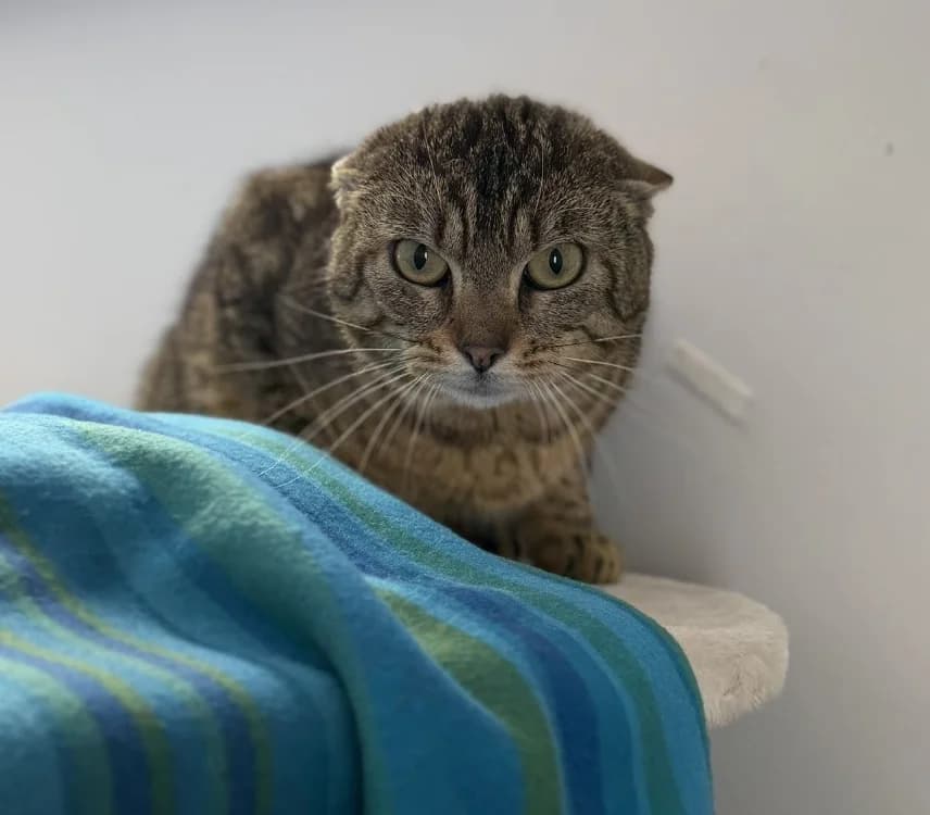 Eminem CAb5282, male mixed breed for adoption at SPA Compiègne, Compiègne