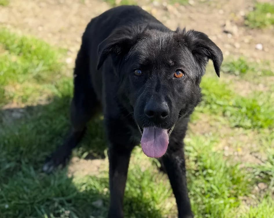 Daisy CAA15049, female German Shepherd for adoption at SPA Compiègne, Compiègne