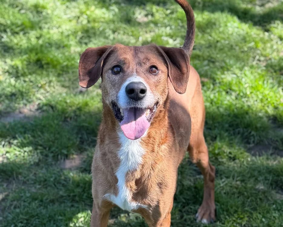 Tao CAA15052, male Mixed Breed for adoption at SPA Compiègne, Compiègne