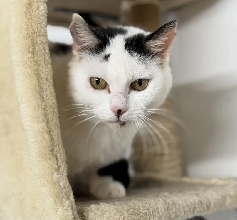 Hera CAB5399, female mixed breed for adoption at SPA Compiègne, Compiègne