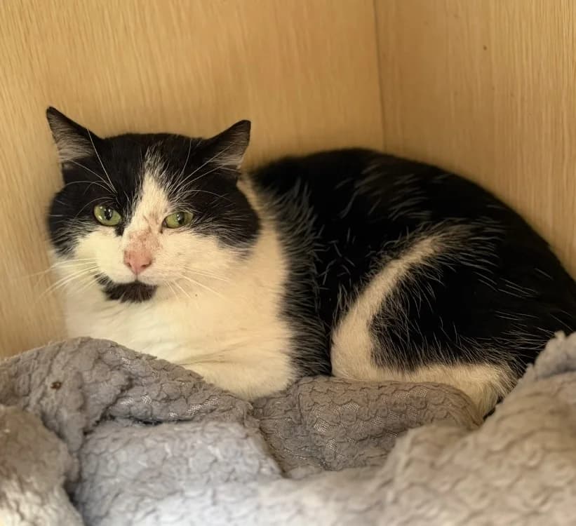 Oslo CAB5406, male mixed breed for adoption at SPA Compiègne, Compiègne