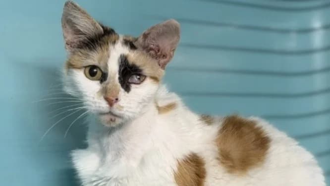 Ambre CAB5408, female mixed breed for adoption at SPA Compiègne, Compiègne