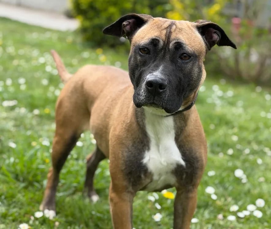 Maggie CAA15067, female Mixed Breed for adoption at SPA Compiègne, Compiègne