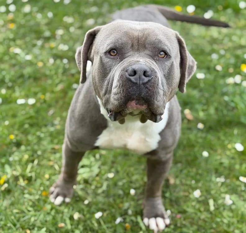 Bul-Chi CAA15068, female American Bully for adoption at SPA Compiègne, Compiègne