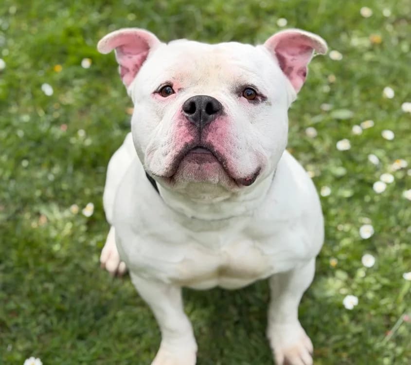 Houston CAA15071, male French Bulldog for adoption at SPA Compiègne, Compiègne