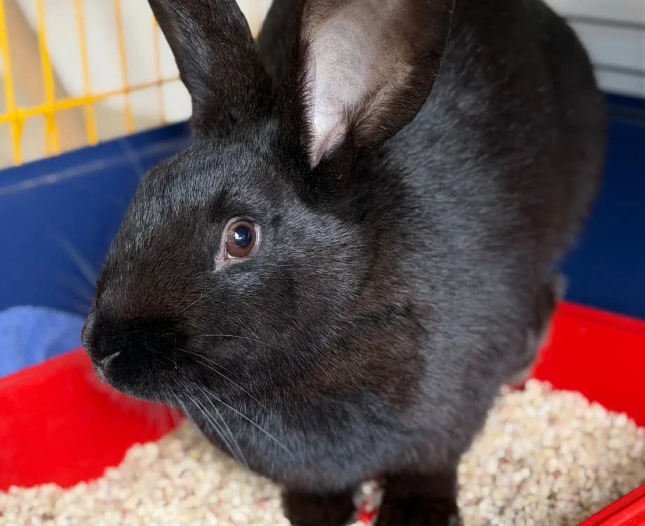 Pistache NAC959, female mixed breed for adoption at SPA Compiègne, Compiègne