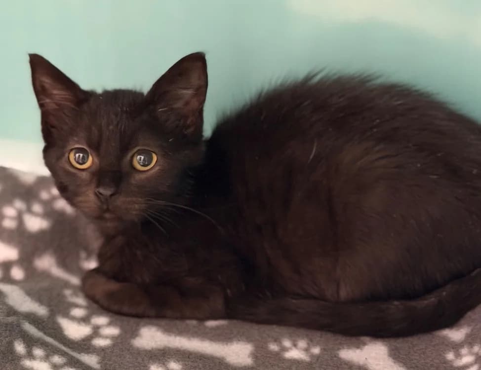 Reglisse CAB5415, female mixed breed for adoption at SPA Compiègne, Compiègne