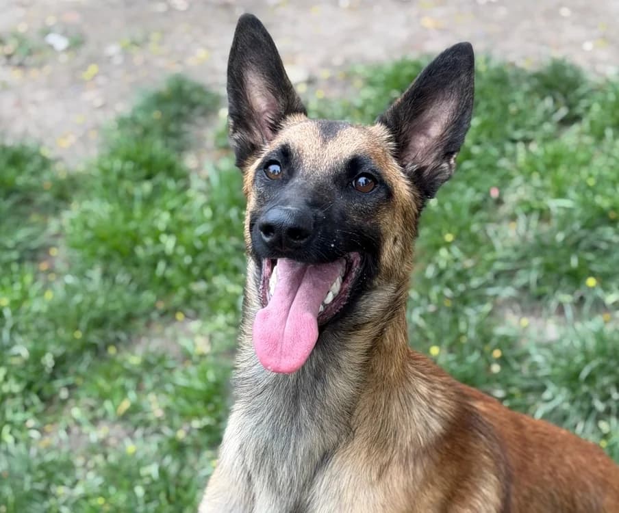 Androu CAA15082, male Mixed Breed for adoption at SPA Compiègne, Compiègne