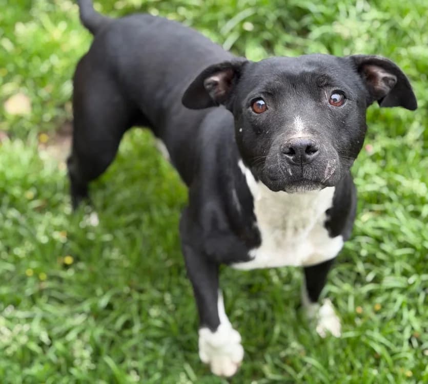 Atheyna CAA15081, female Staffordshire Bull Terrier for adoption at SPA Compiègne, Compiègne