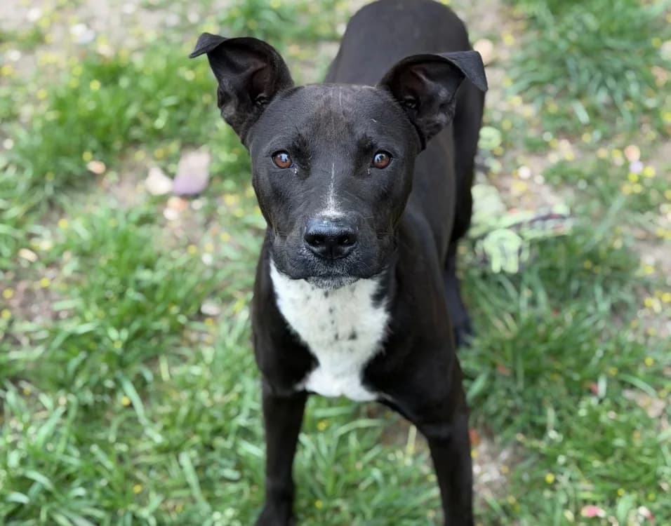 Spirou CAA15077, male mixed breed for adoption at SPA Compiègne, Compiègne