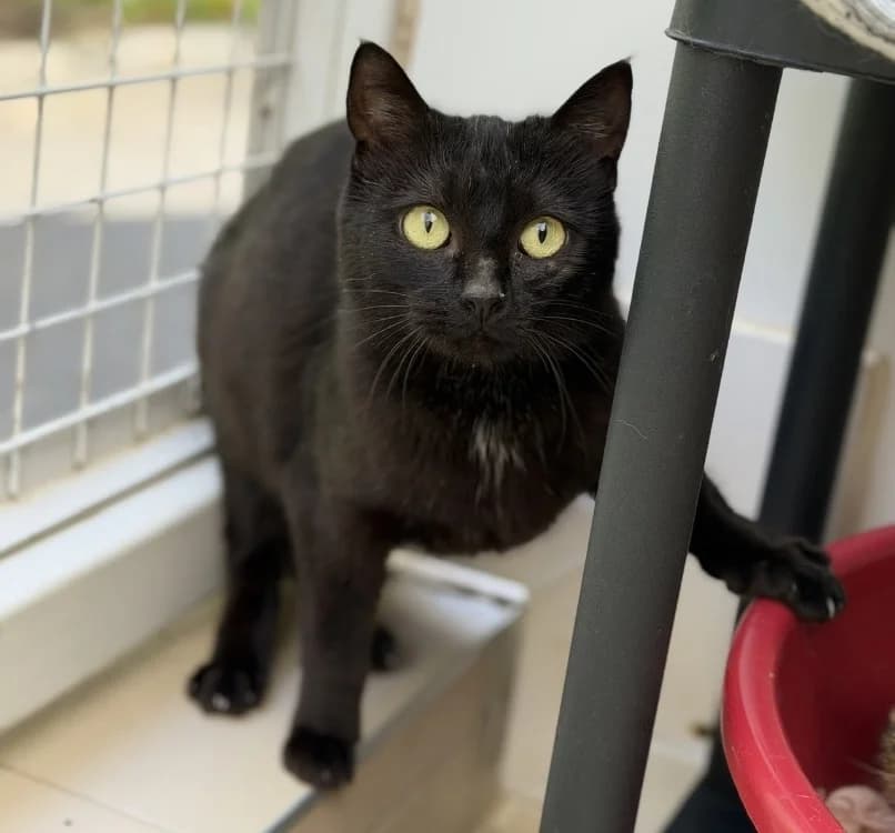 Audrey CAB5420, female mixed breed for adoption at SPA Compiègne, Compiègne