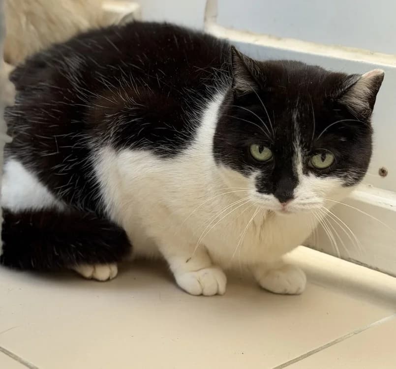 Huguette CAB5423, female mixed breed for adoption at SPA Compiègne, Compiègne