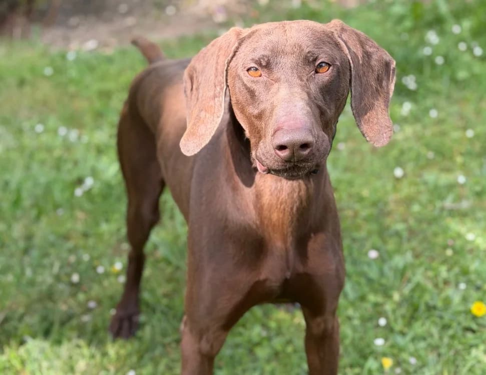 Tom CAA15100, male 3yo German Shorthaired Pointer for adoption at SPA Compiègne, Compiègne