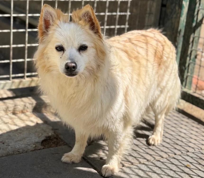 Mozza CAA15149, female 4yo mixed breed for adoption at SPA Compiègne, Compiègne