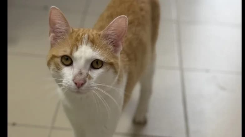 Mario Cab5439, male 3yo mixed breed for adoption at SPA Compiègne, Compiègne